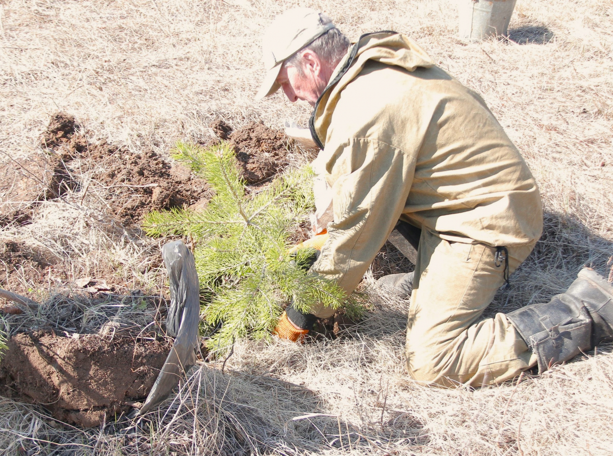Александр Стриганов заранее заготовил посадочный материал. Фото: Никита Богомолов.